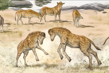 Diện mạo kỳ lạ của loài hươu cao cổ cách đây 17 triệu năm