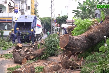 Nhân chứng kể lúc cây đổ đè trúng nhiều người ở trường Trần Văn Ơn