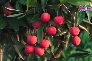 Mỗi năm 1 mùa trắng đêm, đại gia chân đất chia nhau đếm 4.000 tỷ