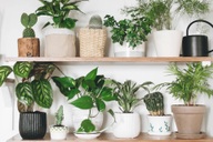 Chọn cây xanh chuẩn phong thủy để ngôi nhà luôn tràn sinh khí