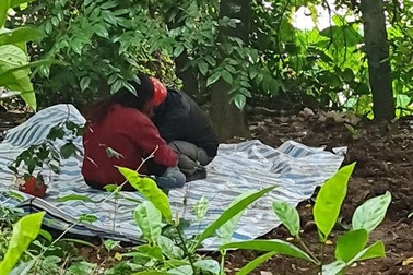 Chặt cây thuê, người đàn ông bị cây dừa đè trúng người, tử vong