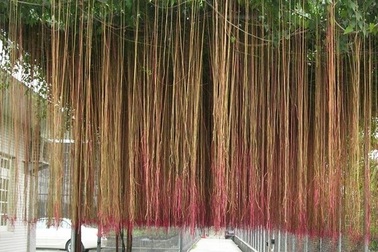 Mành mành có gây ung thư?