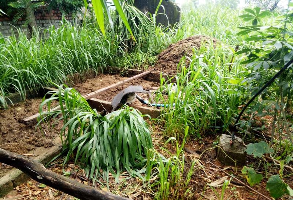 Nuôi bò sữa “án ngữ” trong khu dân cư, cả xóm kêu trời vì ô nhiễm - 5 Nuôi bò sữa “án ngữ” trong khu dân cư, cả xóm kêu trời vì ô nhiễm - 5