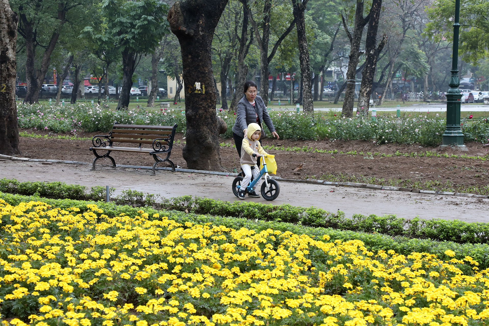 Thay 10.000 cây hoa hồng vào vị trí hàng rào vừa phá ở Công viên Thống Nhất - 10 Thay 10.000 cây hoa hồng vào vị trí hàng rào vừa phá ở Công viên Thống Nhất - 10