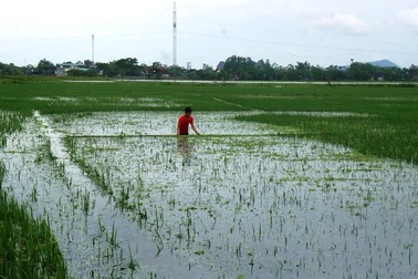 Người dân dầm mình giữa nước lũ cứu lúa