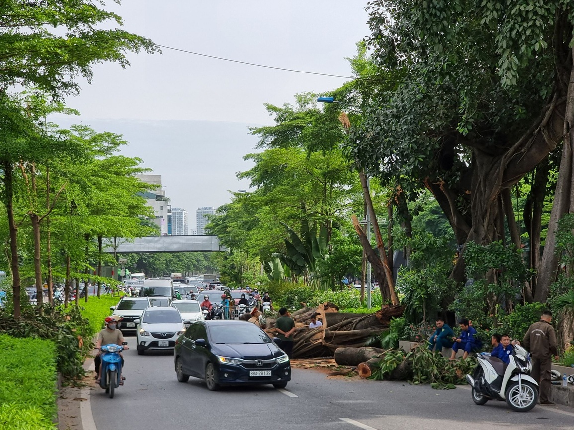 Cây đa trăm tuổi được bảo tồn khi làm đường nghìn tỷ bất ngờ gãy nhánh lớn - 4 Cây đa trăm tuổi được bảo tồn khi làm đường nghìn tỷ bất ngờ gãy nhánh lớn - 4