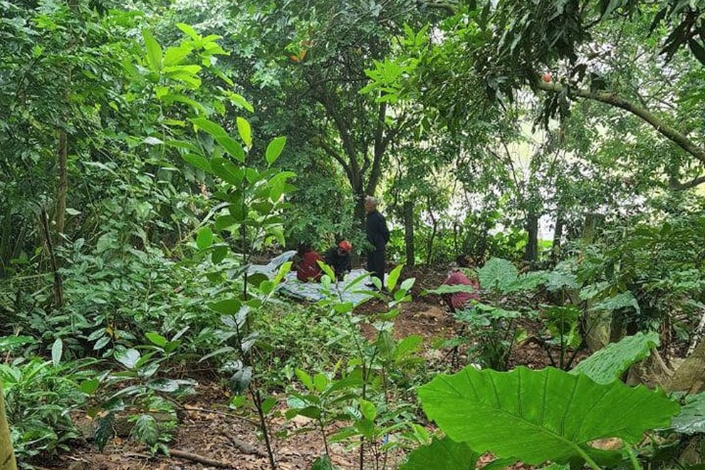 Chặt cây thuê, người đàn ông bị cây dừa đè trúng người, tử vong - 1 Chặt cây thuê, người đàn ông bị cây dừa đè trúng người, tử vong - 1