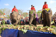 Voi được trang điểm và ăn buffet ở lễ hội cà phê Buôn Ma Thuột