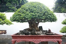 Mê tít bằng lăng hình nấm "khổng lồ" giá hàng tỷ đồng của đại gia Phú Thọ