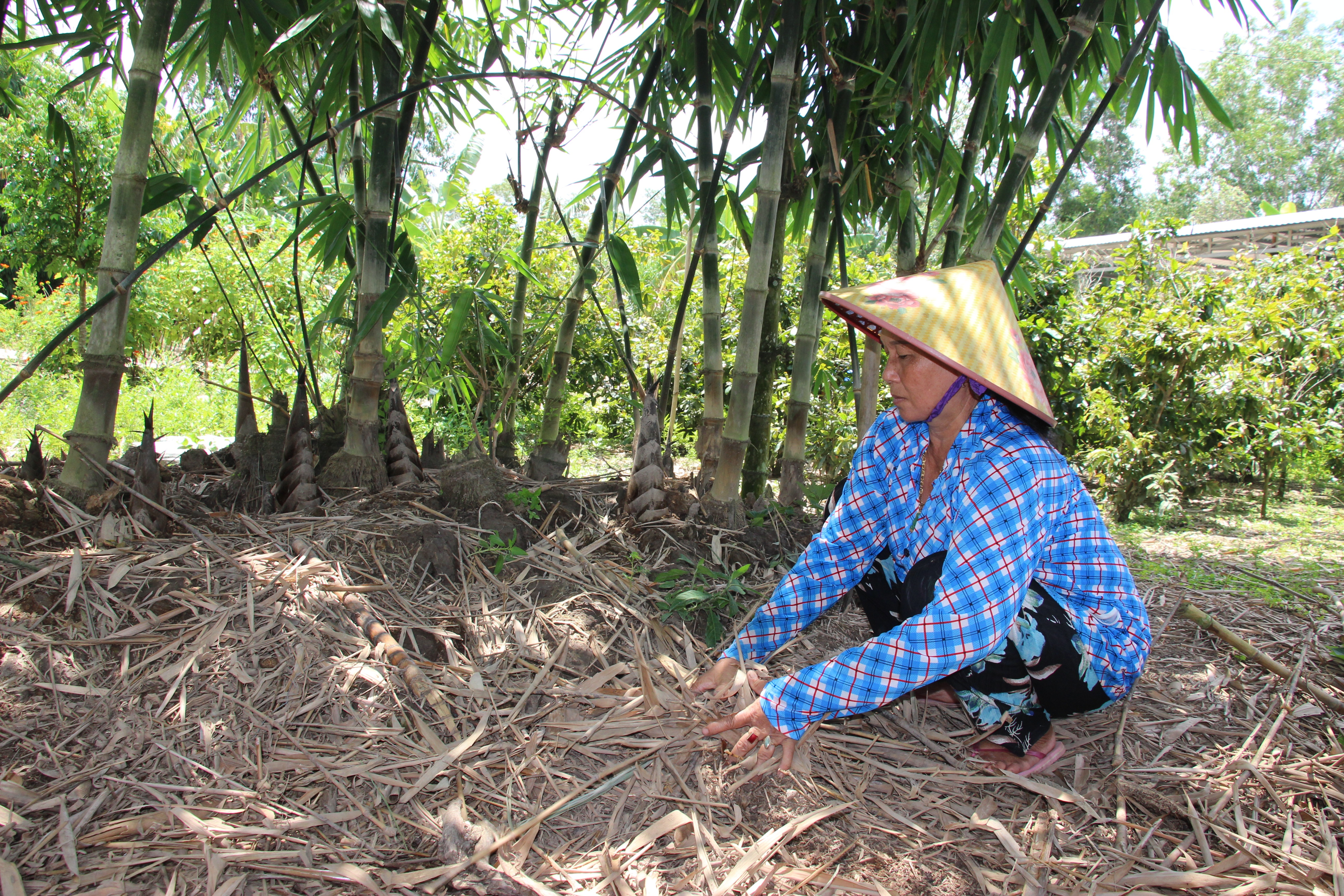 Vươn lên ổn định đời sống nhờ “bám” nghề trồng tre lấy măng - 2 Vươn lên ổn định đời sống nhờ “bám” nghề trồng tre lấy măng - 2