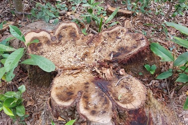 Chặt nhầm cây dân trồng trong rừng đem bán?