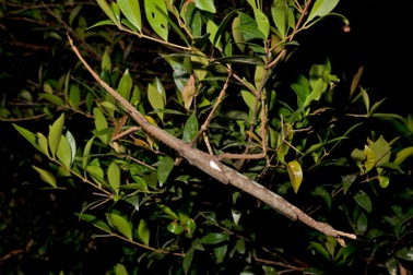 Úc tìm thấy loài côn trùng lớn nhất dài bằng cánh tay