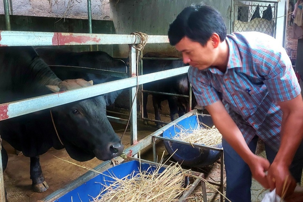 Nông dân nuôi bò 3B, lãi ròng trăm triệu đồng mỗi năm - 1 Nông dân nuôi bò 3B, lãi ròng trăm triệu đồng mỗi năm - 1