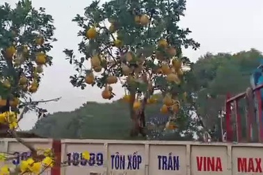 Dịch vụ chở cây cảnh thuê "hốt bạc" ngày cận Tết