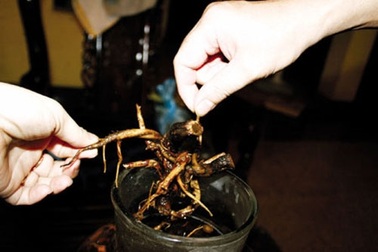 Đi tìm rượu ngâm "thần chết"