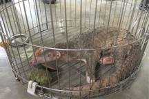 Đi tập thể dục bắt gặp tê tê Java quý hiếm nằm bên đường