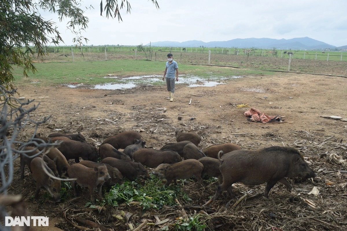 Rời Nhật Bản về quê, chàng trai tạo sự khác biệt trong nghề nuôi cá lồng - 8