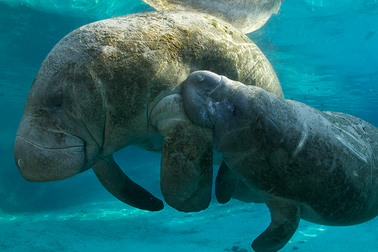 Du khách tụ tập xem đàn lợn biển giao phối tập thể gây tắc đường