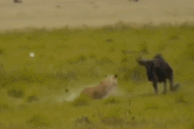 Linh dương đầu bò bị “xơi tái” vì tấn công… sư tử