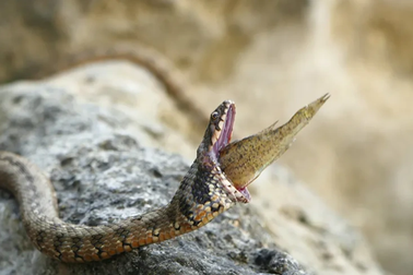 Rắn chết tức tưởi vì... tham ăn