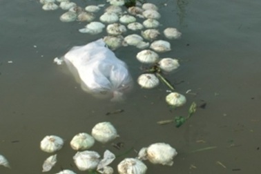 Người dân miền Tây đổ bắp cải xuống sông