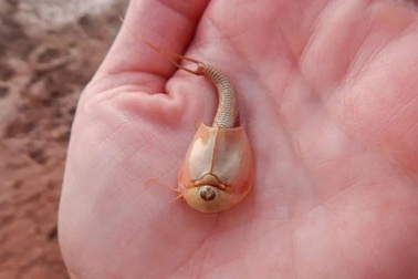 Hàng trăm con "tôm khủng long" ba mắt xuất hiện sau cơn mưa ở Arizona