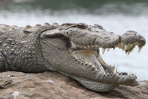 Nông dân bị cá sấu cắn chết trước sự chứng kiến của bạn bè