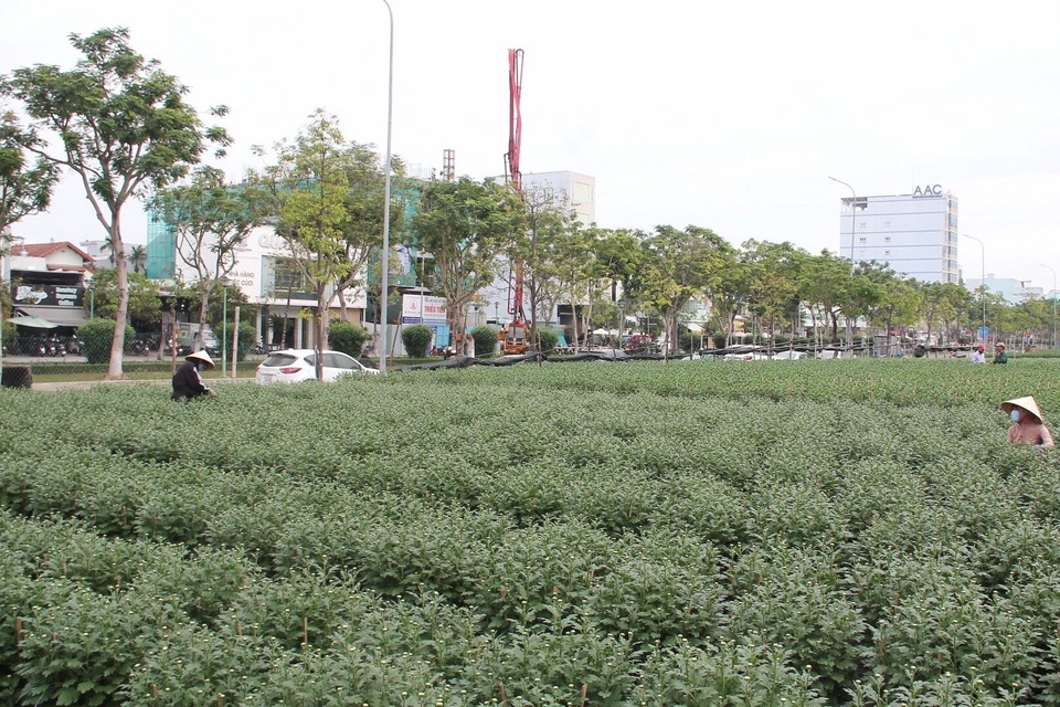 Nỗi niềm người trồng hoa Tết - 3 Nỗi niềm người trồng hoa Tết - 3