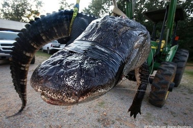 Cá sấu khổng lồ nặng gần nửa tấn thiết lập kỷ lục thế giới mới