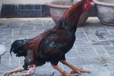 Trăn 2 đầu, gà 4 chân, chim mặt khỉ,… “độc nhất vô nhị” tại Việt Nam