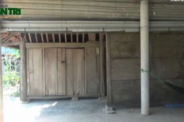 Clip: Thương cảnh "gà trống què" nằm một chỗ và đàn con thơ sớm mồ côi mẹ!