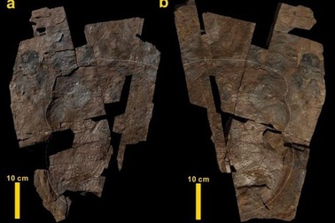 Phát hiện mảnh da khủng long hóa thạch lớn nhất từ trước tới nay