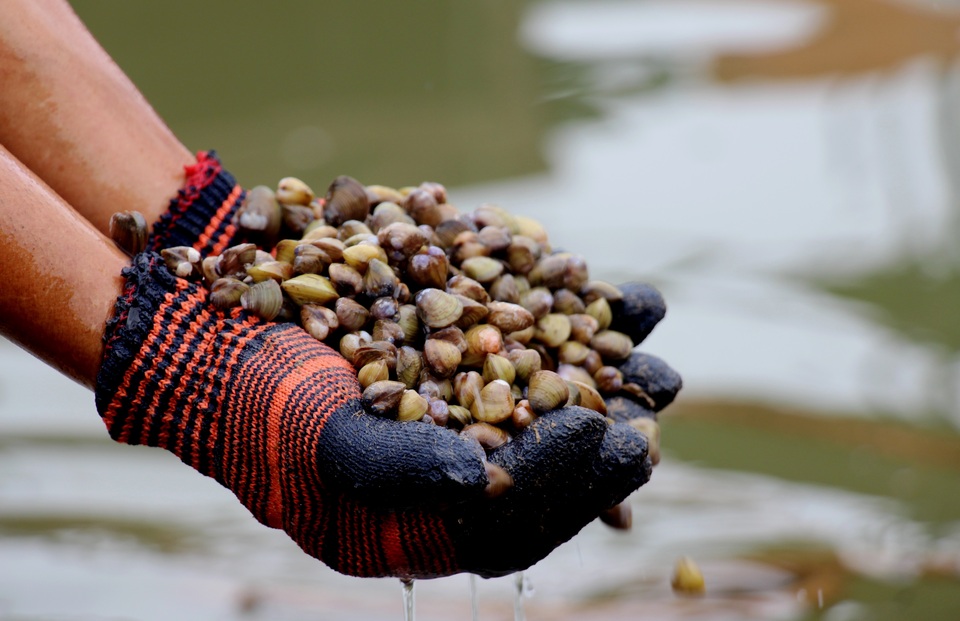 Làng đãi hến hơn 300 năm bên bờ sông La - 4 Làng đãi hến hơn 300 năm bên bờ sông La - 4