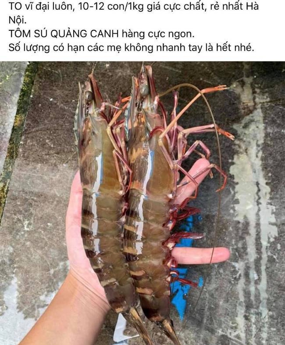 Tôm sú khổng lồ, tôm cụ giá rẻ chưa từng thấy - 2 Tôm sú khổng lồ, tôm cụ giá rẻ chưa từng thấy - 2