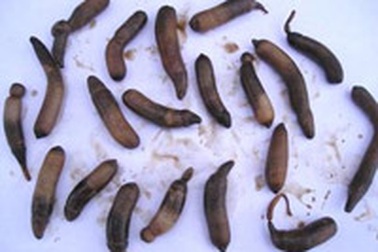 “Săn” sâm đất, phá nát rừng