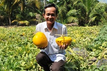 “Vua dưa hấu thỏi vàng” sẽ… tung ra 600 cặp dưa thỏi vàng