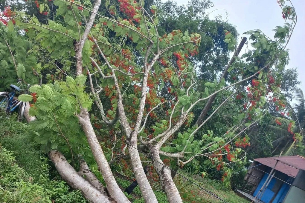 Cây phượng bật gốc kéo đứt dây điện gây tai nạn thương tâm