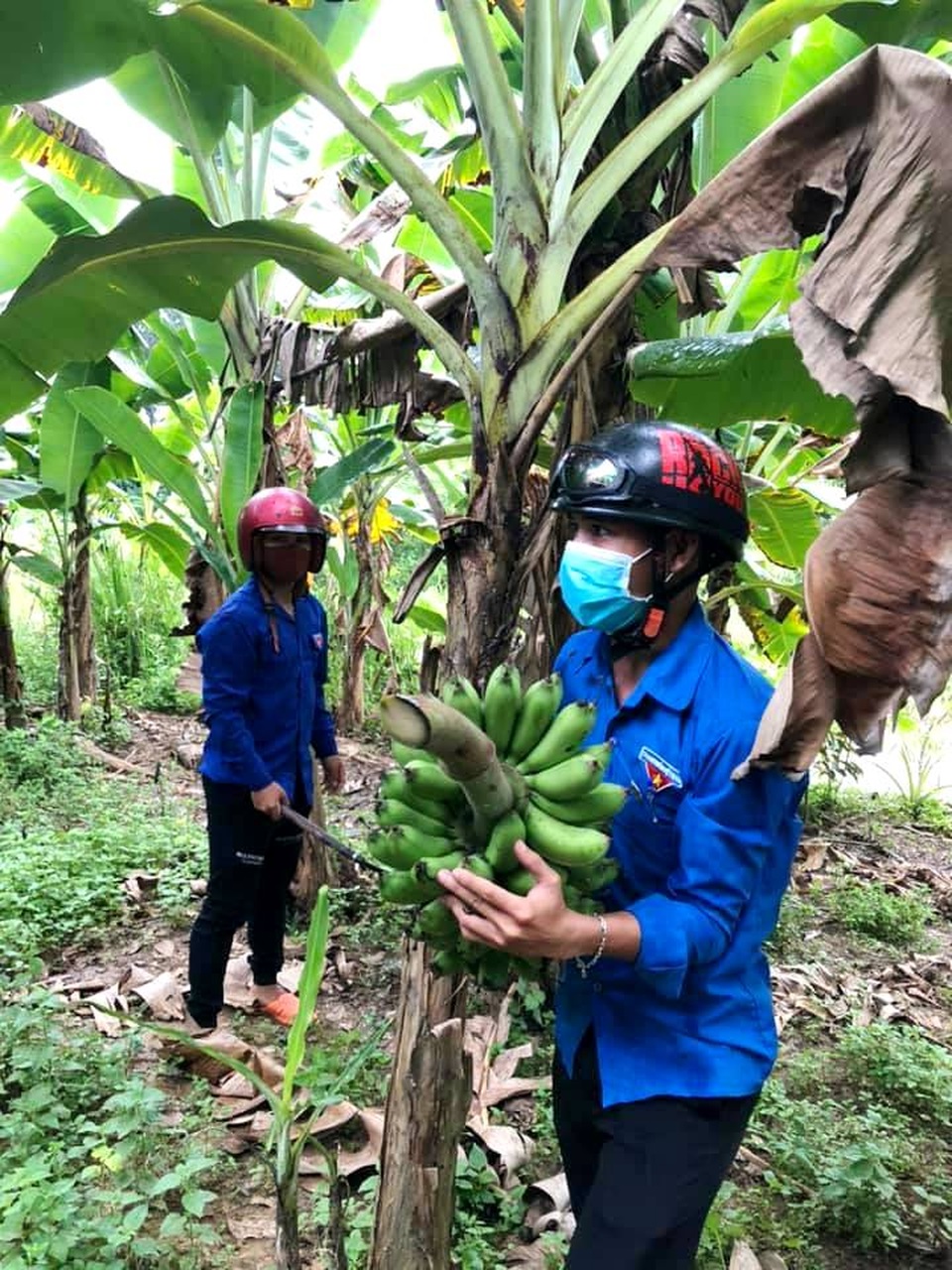 Măng rừng, chuối, chanh… gửi đến tâm dịch - 2 Măng rừng, chuối, chanh… gửi đến tâm dịch - 2