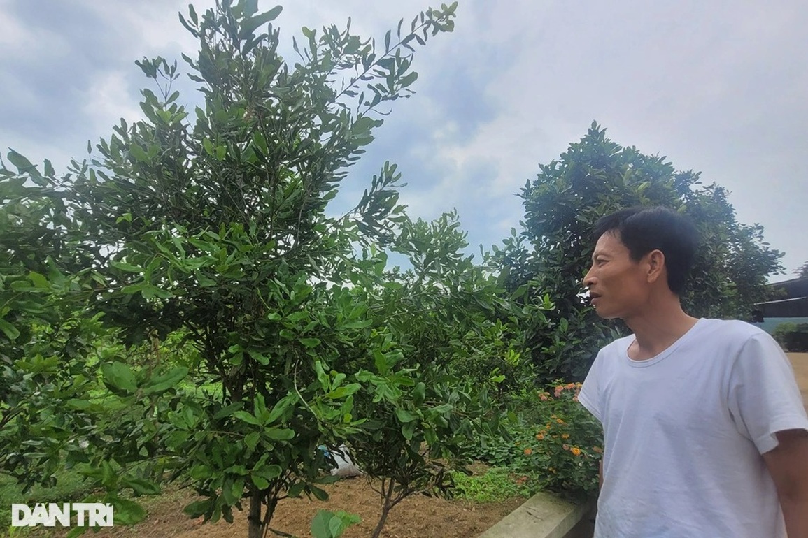 Vỡ mộng sau hàng chục năm trồng cây tỷ đô, người dân chặt bỏ - 3 Vỡ mộng sau hàng chục năm trồng cây tỷ đô, người dân chặt bỏ - 3