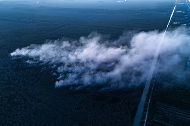 Đồng Tháp trồng lại cây rừng bị cháy ở Vườn quốc gia Tràm Chim