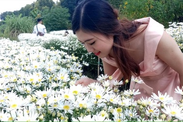 Thu tiền triệu mỗi ngày nhờ cúc họa mi