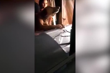 Clip: Chú chó trung thành không chịu rời linh cữu chủ