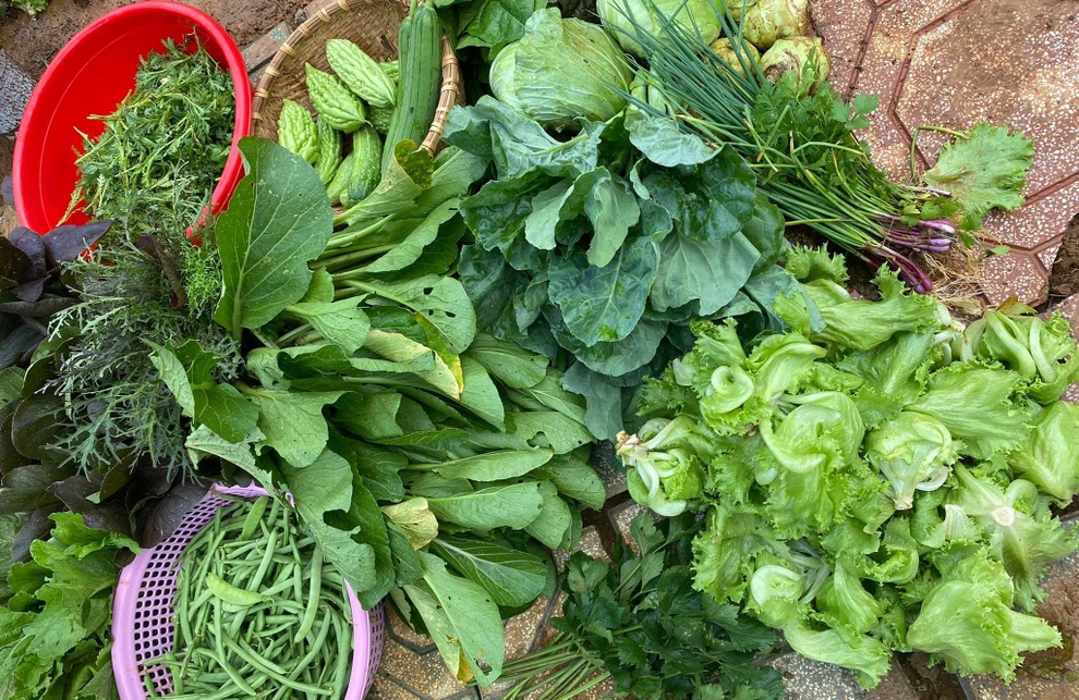 Vườn rau nghĩa tình giúp bà con TPHCM mùa dịch của mẹ đảm ở Lâm Đồng - 1 Vườn rau nghĩa tình giúp bà con TPHCM mùa dịch của mẹ đảm ở Lâm Đồng - 1