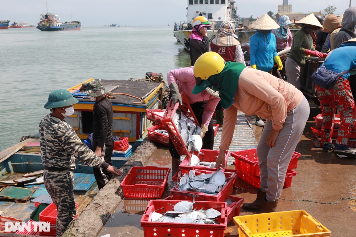 Ngư dân kiếm tiền triệu mỗi chuyến ra khơi nhờ đánh bắt đặc sản - 5 Ngư dân kiếm tiền triệu mỗi chuyến ra khơi nhờ đánh bắt đặc sản - 5
