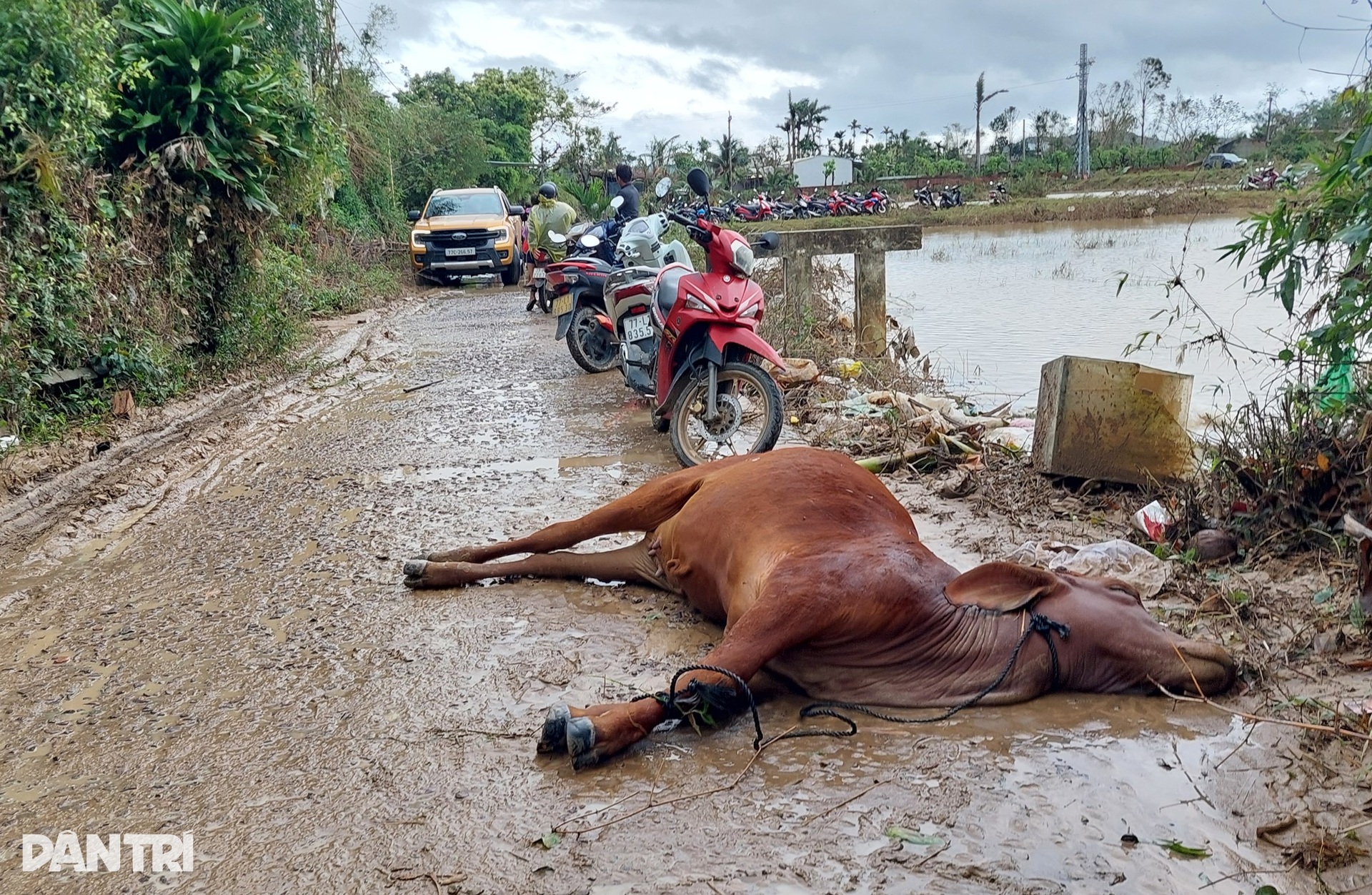 Người phụ nữ nghèo bật khóc vì 6 con bò bị lũ dữ cuốn trôi - 3