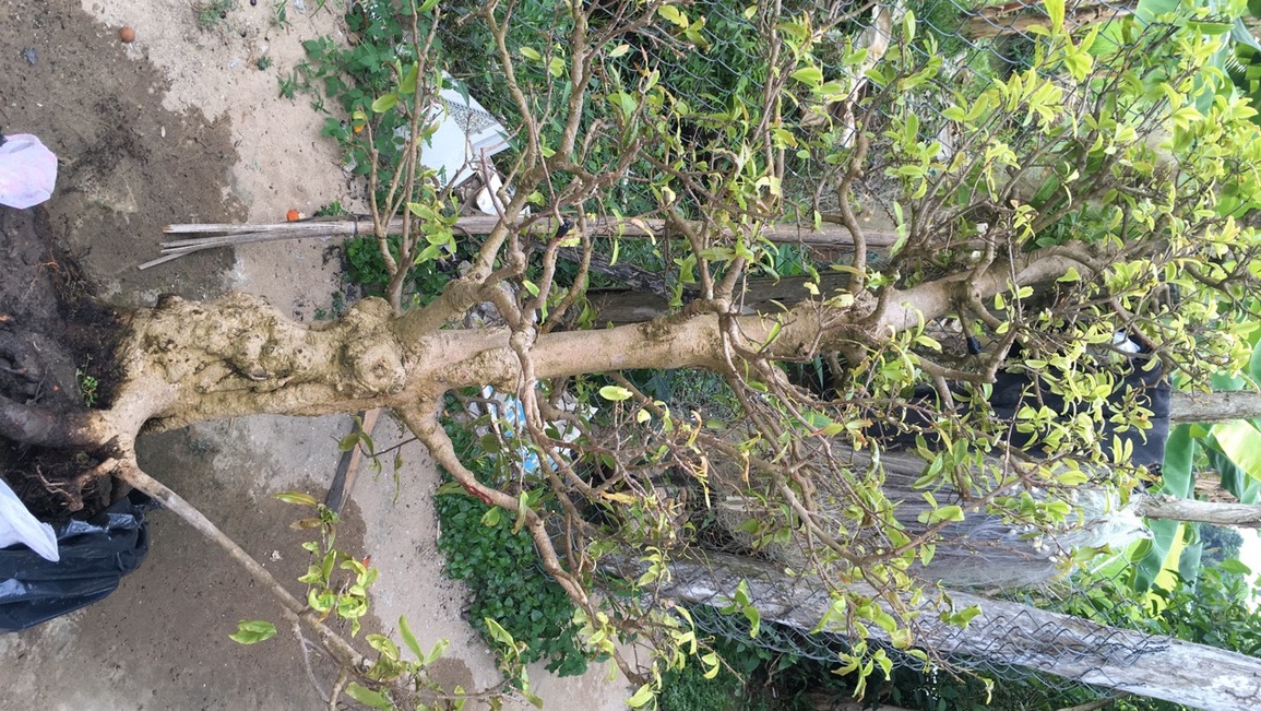 Bắt băng trộm nhí chuyên trộm mai kiểng đắt tiền - 2 Bắt băng trộm nhí chuyên trộm mai kiểng đắt tiền - 2
