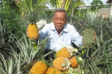 Lão nông trồng khóm (dứa) trên đất phèn thu hàng chục tỷ đồng mỗi năm