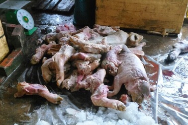 Bắt giữ người đàn ông chuyên thu gom heo chết về mổ mang đi tiêu thụ