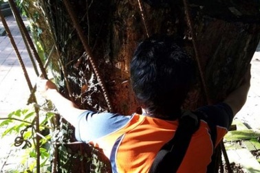 Xót xa nhìn cây sưa 100 tỷ sắp hóa “củi mục”