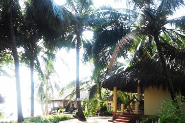 Mát mắt những hàng dừa xanh trên “đảo ngọc” Phú Quốc  